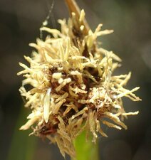 Schoenoplectus americanus Flower